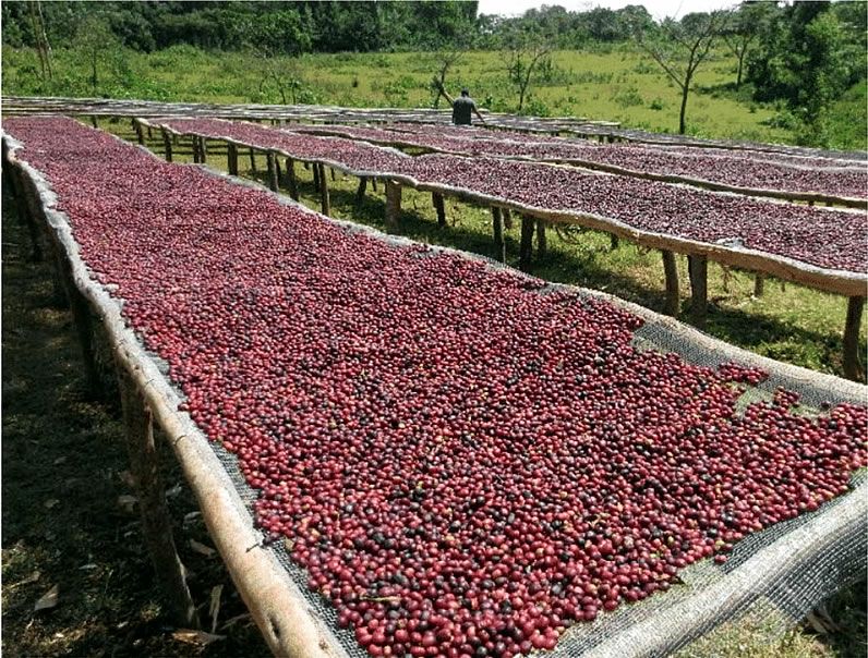 エチオピア・モカ・スペシャル