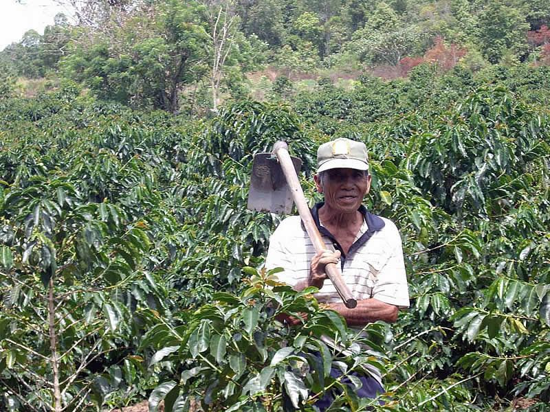 マンデリン・スマトラタイガー